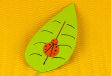 Marienkäfer auf einem Blatt