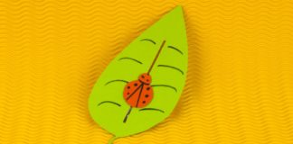 Marienkäfer auf einem Blatt